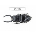 Prosopocoilus sp. China, Guizhou, Qiandongnan, Taijiang county. 1M. BA7435.