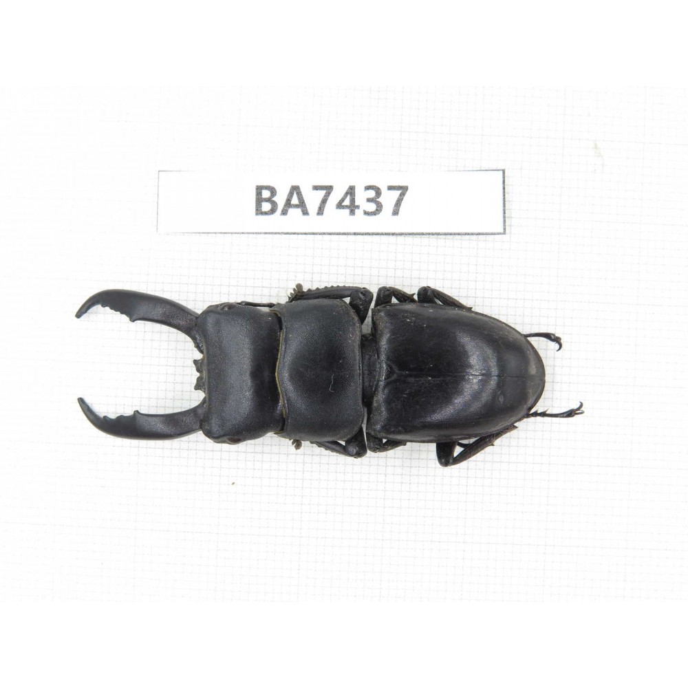Dorcus sp. China, Guizhou, Qiandongnan, Taijiang county. 1M. BA7437.