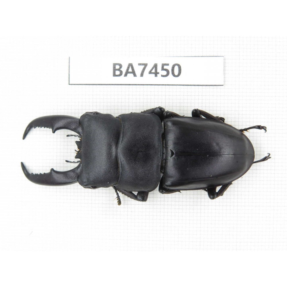 Dorcus sp. China, Guizhou, Qiandongnan, Mt.Leigongshan. 1M. BA7450.