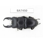 Dorcus sp. China, Guizhou, Qiandongnan, Mt.Leigongshan. 1M. BA7450.