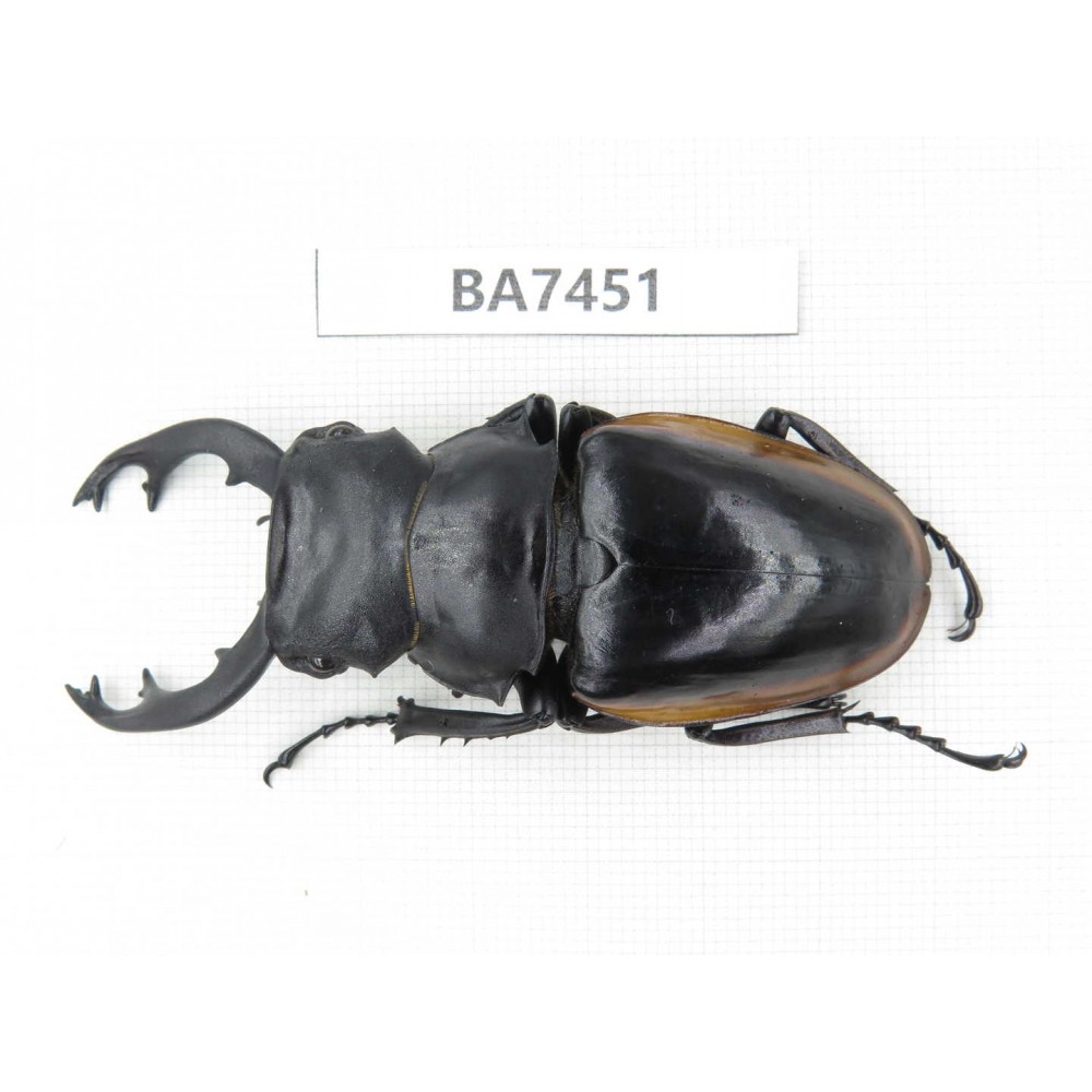 Odontolabis cuvera ssp. China, Guizhou, Qiandongnan, Mt.Leigongshan. 1M. BA7451.