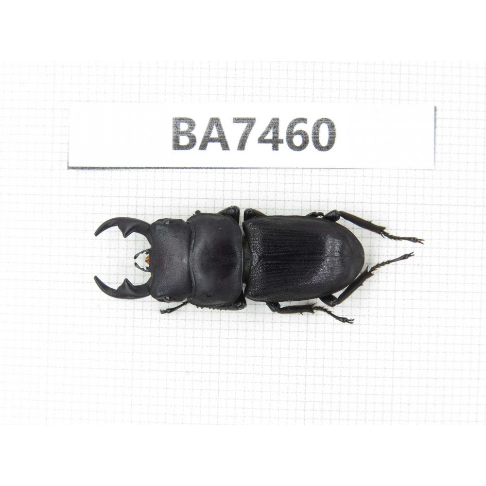Dorcus sp. China, Guizhou, Qiandongnan, Mt.Leigongshan. 1Pcs. BA7460.