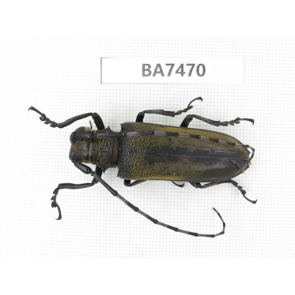 Cerambycidae sp. China, Guizhou, Qiandongnan, Mt.Leigongshan. 1Pcs. BA7470.