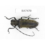 Cerambycidae sp. China, Guizhou, Qiandongnan, Mt.Leigongshan. 1Pcs. BA7470.