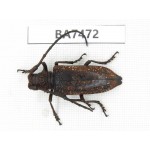 Cerambycidae sp. China, Guizhou, Qiandongnan, Mt.Leigongshan. 1Pcs. BA7472.