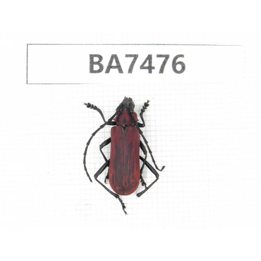 Cerambycidae sp. China, Guizhou, Qiandongnan, Mt.Leigongshan. 1Pcs. BA7476.