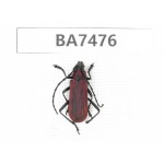 Cerambycidae sp. China, Guizhou, Qiandongnan, Mt.Leigongshan. 1Pcs. BA7476.