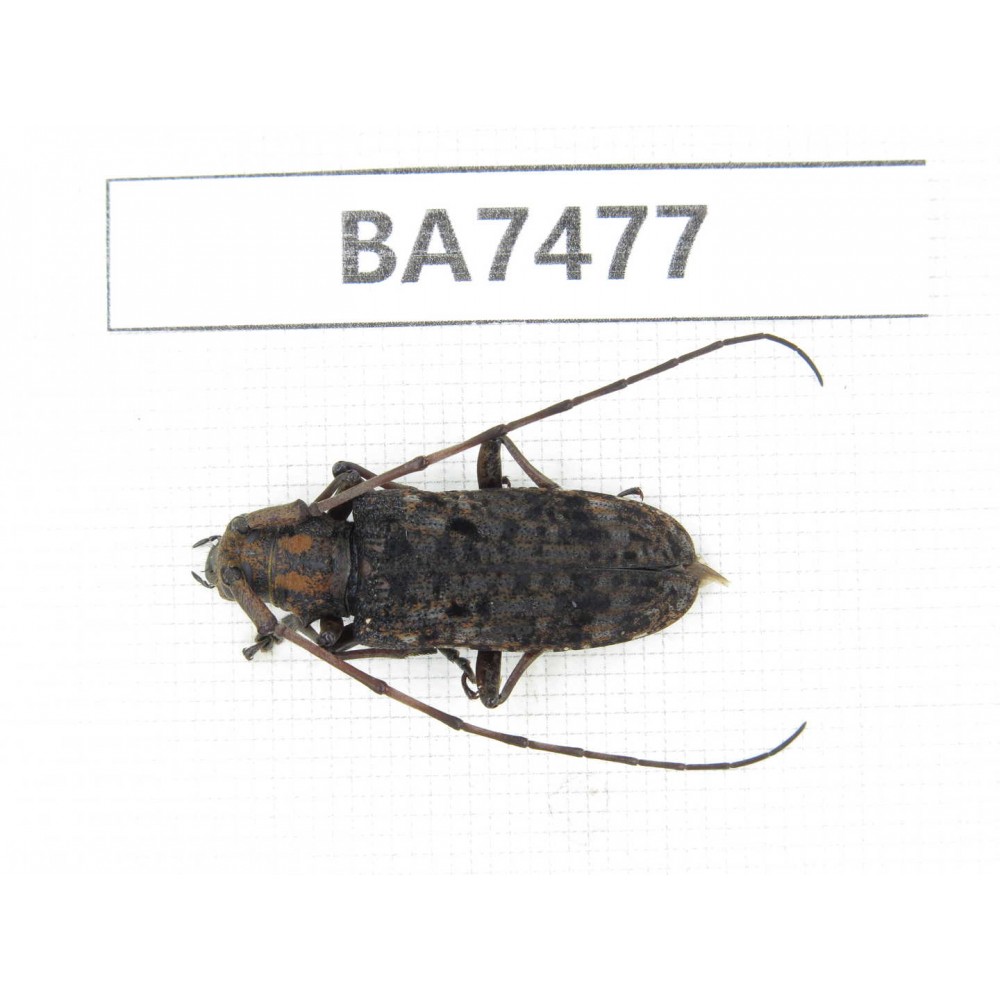 Cerambycidae sp. China, Guizhou, Qiandongnan, Mt.Leigongshan. 1Pcs. BA7477.