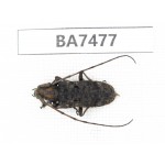 Cerambycidae sp. China, Guizhou, Qiandongnan, Mt.Leigongshan. 1Pcs. BA7477.