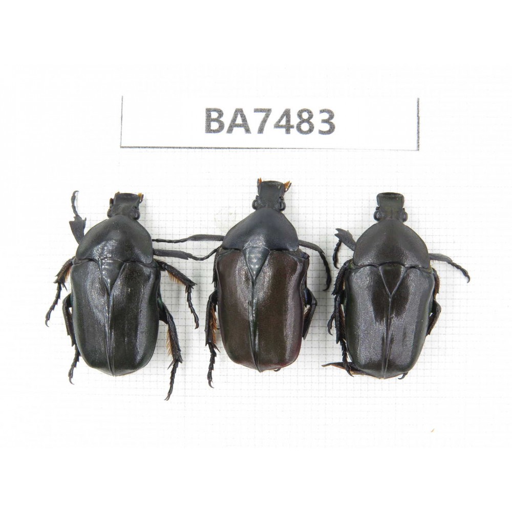 Cetoniidae sp. China, Guizhou, Qiandongnan, Mt.Leigongshan. 3Pcs. BA7483.