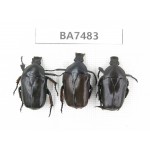 Cetoniidae sp. China, Guizhou, Qiandongnan, Mt.Leigongshan. 3Pcs. BA7483.