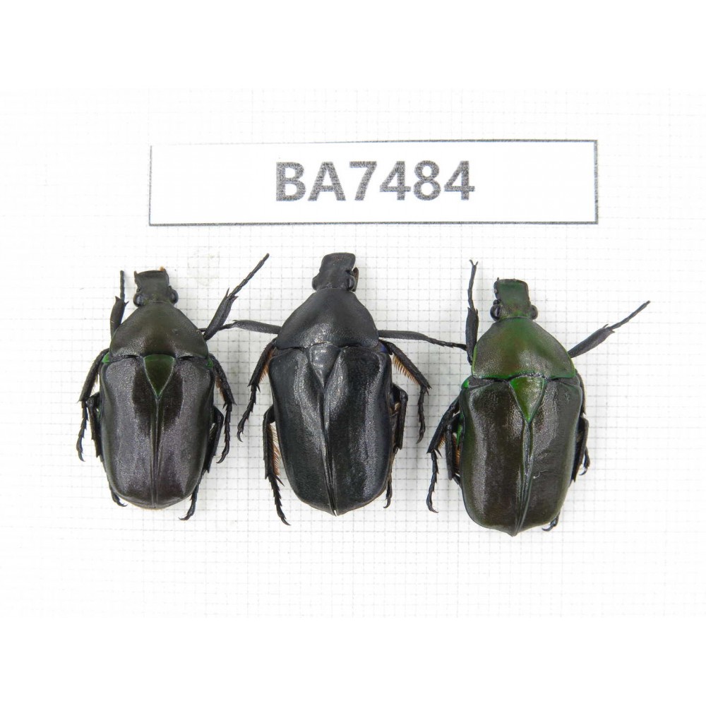 Cetoniidae sp. China, Guizhou, Qiandongnan, Mt.Leigongshan. 3Pcs. BA7484.