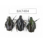 Cetoniidae sp. China, Guizhou, Qiandongnan, Mt.Leigongshan. 3Pcs. BA7484.