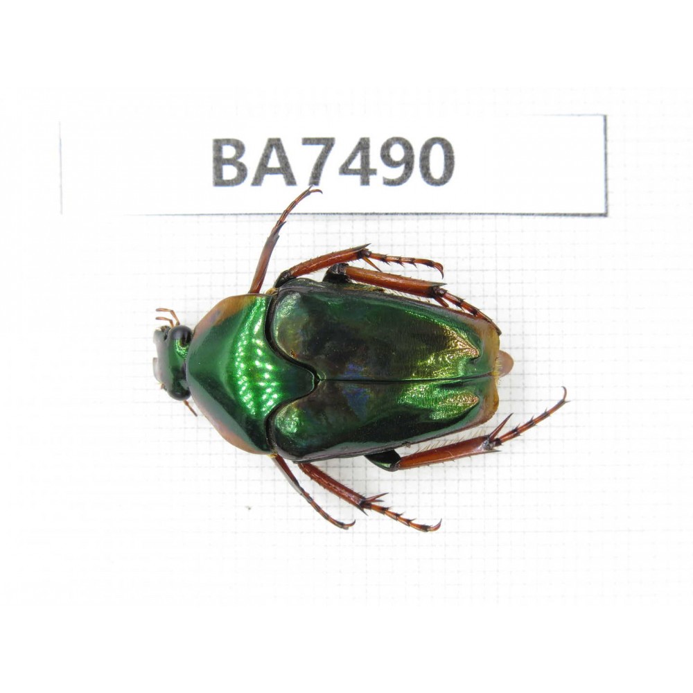 Cetoniidae sp. Indonesia, Yapen Island. 1Pcs. BA7490.
