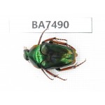 Cetoniidae sp. Indonesia, Yapen Island. 1Pcs. BA7490.