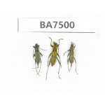 Cerambycidae sp. China, Yunnan, Nujiang, N of Mt.Biluoxueshan. 3Pcs. BA7500.