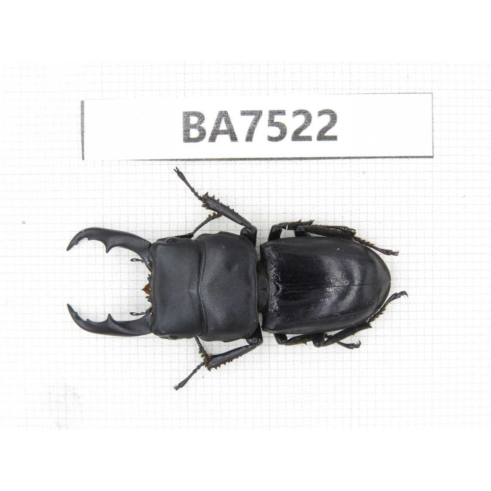 Dorcus sp. China, Yunnan, Dehong area, Yingjiang county. 1M. BA7522.