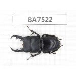 Dorcus sp. China, Yunnan, Dehong area, Yingjiang county. 1M. BA7522.