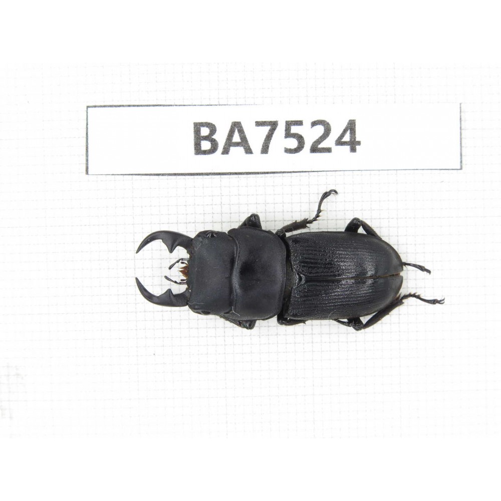 Dorcus sp. China, Yunnan, Dehong area, Yingjiang county. 1M. BA7524.