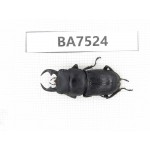 Dorcus sp. China, Yunnan, Dehong area, Yingjiang county. 1M. BA7524.