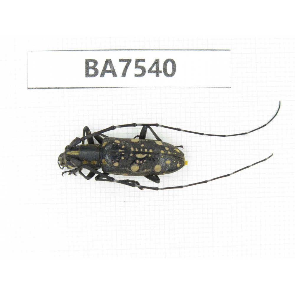 Cerambycidae sp. China, Guizhou, Mt.Leigongshan. 1Pcs. BA7540.