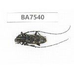 Cerambycidae sp. China, Guizhou, Mt.Leigongshan. 1Pcs. BA7540.
