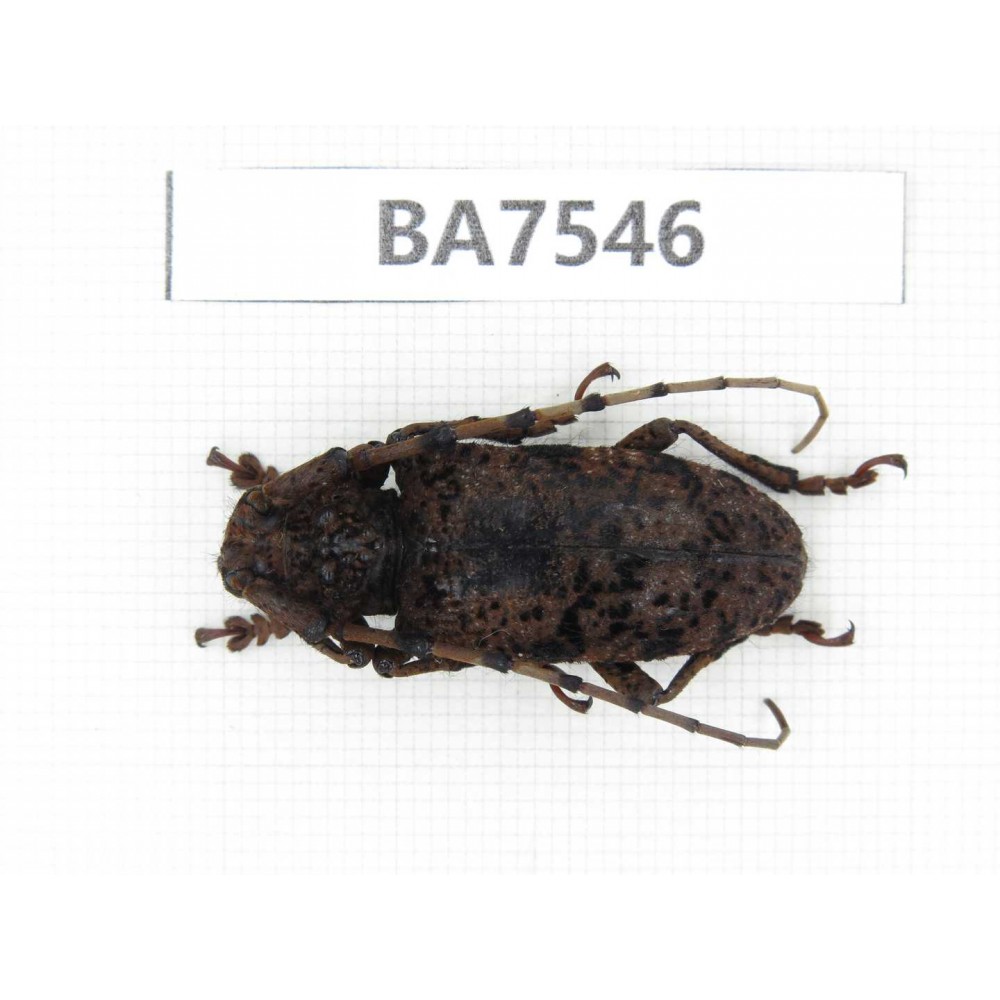 Cerambycidae sp. China, Guizhou, Mt.Leigongshan. 1Pcs. BA7546.