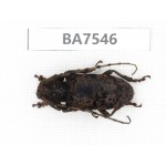Cerambycidae sp. China, Guizhou, Mt.Leigongshan. 1Pcs. BA7546.