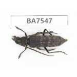Cerambycidae sp. China, Guizhou, Mt.Leigongshan. 1Pcs. BA7547.