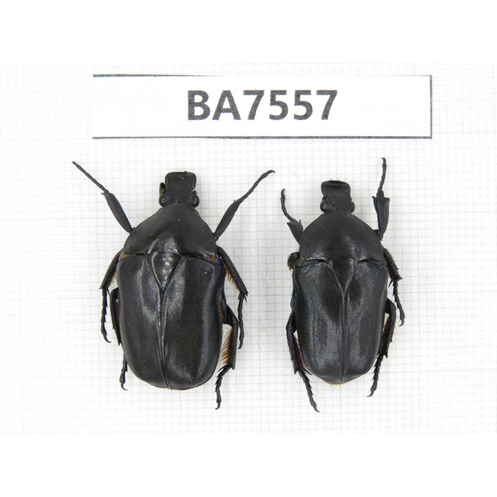 Cetoniidae sp. China, Guizhou, Mt.Leigongshan. 2Pcs. BA7557.