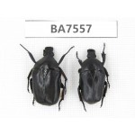 Cetoniidae sp. China, Guizhou, Mt.Leigongshan. 2Pcs. BA7557.