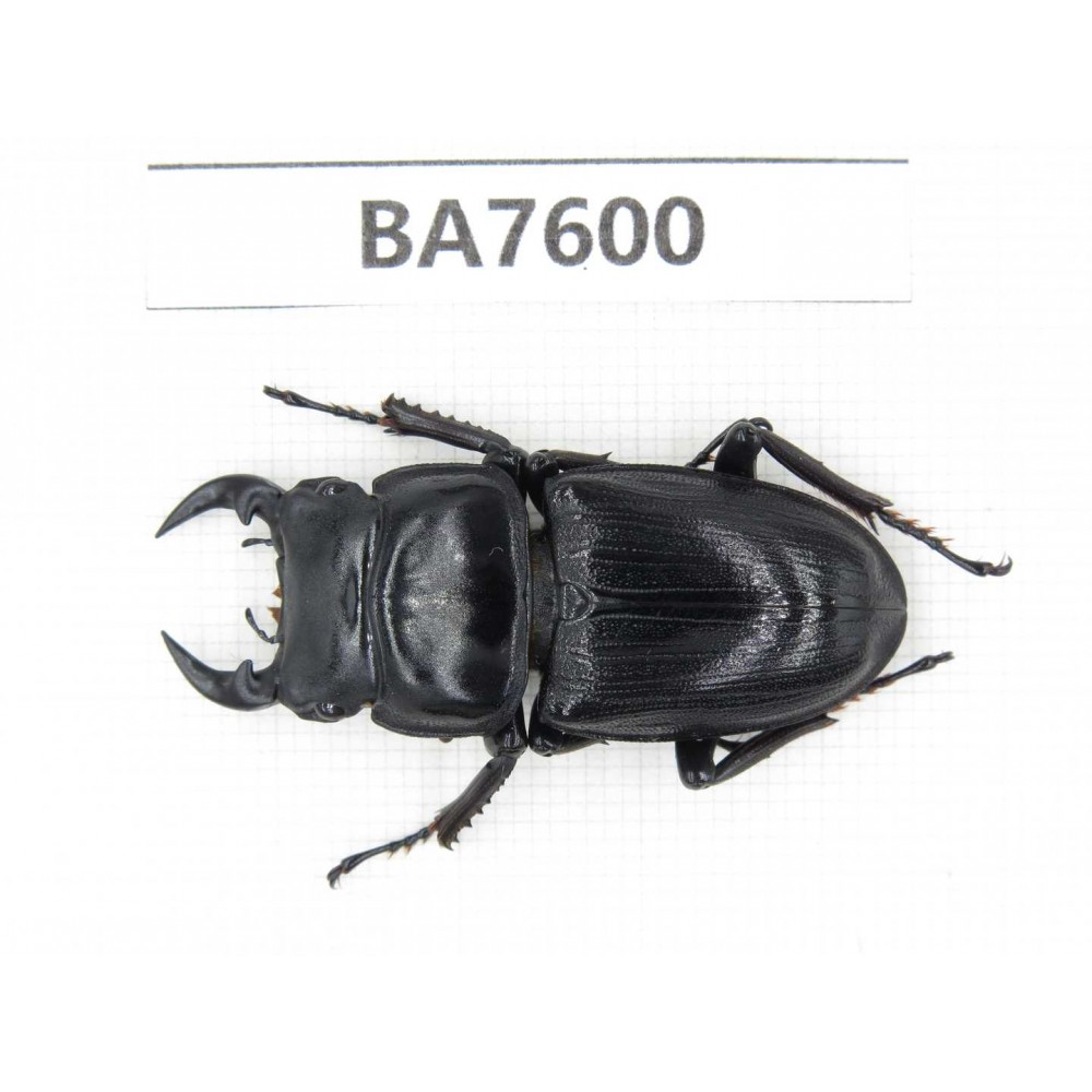 Dorcus sp. China, Guizhou, Mt.Leigongshan. 1M. BA7600.