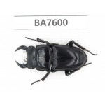 Dorcus sp. China, Guizhou, Mt.Leigongshan. 1M. BA7600.