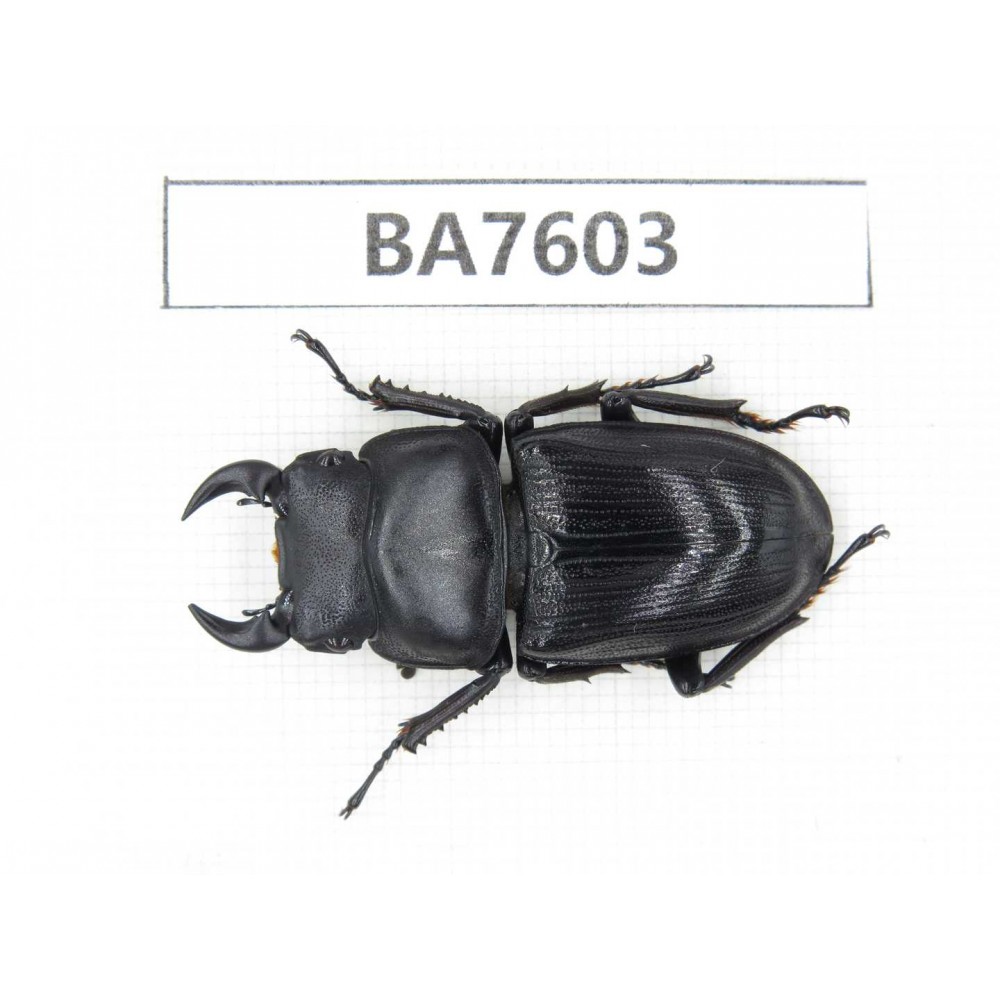 Dorcus sp. China, Guizhou, Mt.Leigongshan. 1M. BA7603.