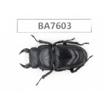 Dorcus sp. China, Guizhou, Mt.Leigongshan. 1M. BA7603.