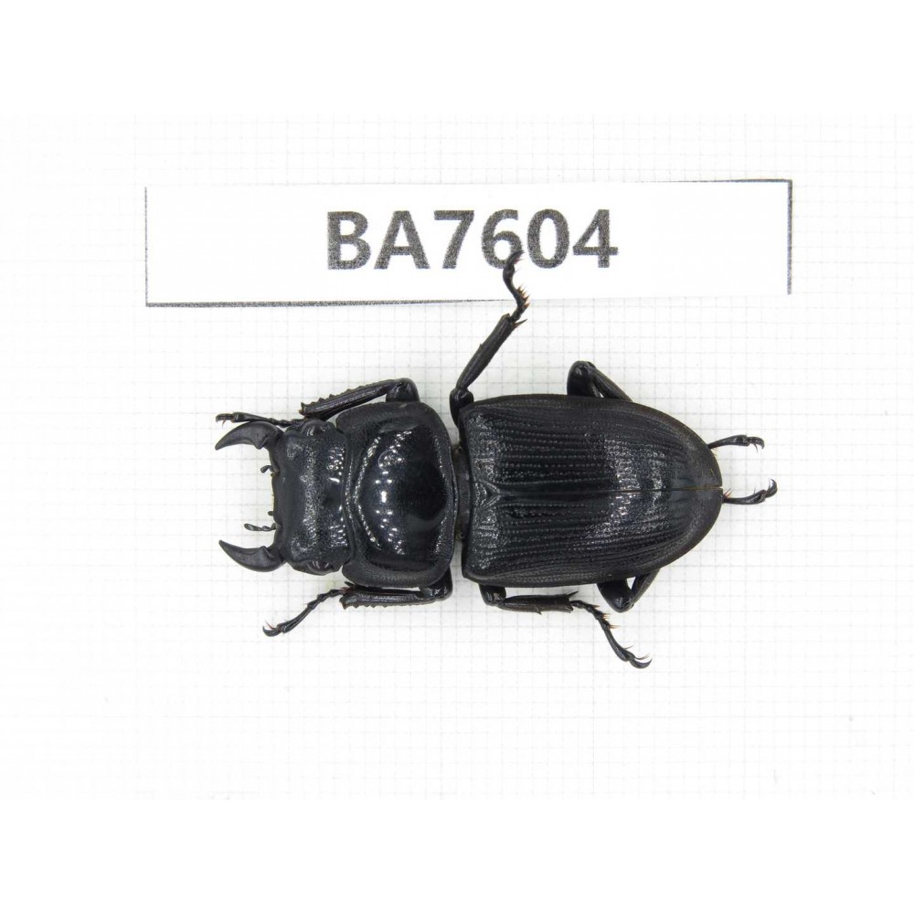 Dorcus sp. China, Guizhou, Mt.Leigongshan. 1M. BA7604.