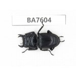 Dorcus sp. China, Guizhou, Mt.Leigongshan. 1M. BA7604.