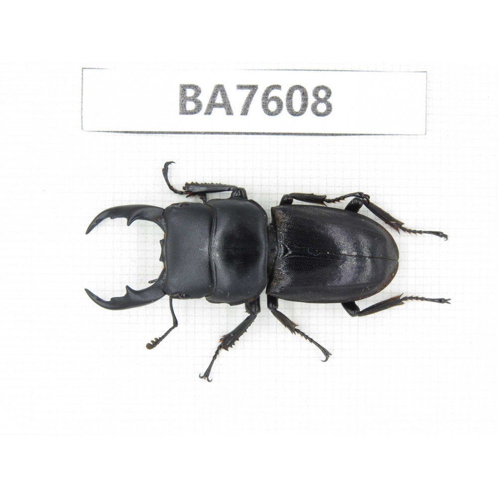 Dorcus sp. China, Yunnan, Baoshan area, Tengchong. 1M. BA7608.