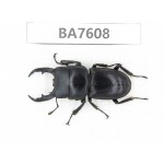Dorcus sp. China, Yunnan, Baoshan area, Tengchong. 1M. BA7608.