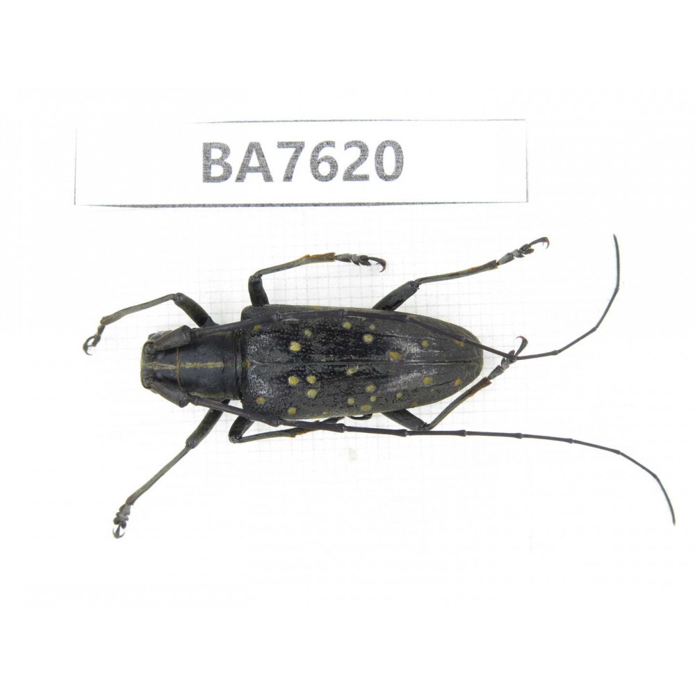Cerambycidae sp. China, Yunnan, Baoshan area, Tengchong. 1Pcs. BA7620.