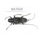 Cerambycidae sp. China, Yunnan, Baoshan area, Tengchong. 1Pcs. BA7620.
