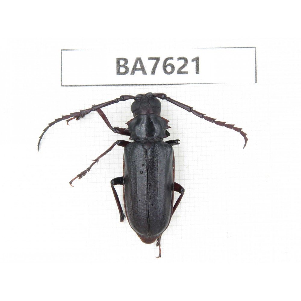 Cerambycidae sp. China, Yunnan, Baoshan area, Tengchong. 1Pcs. BA7621.