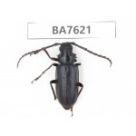 Cerambycidae sp. China, Yunnan, Baoshan area, Tengchong. 1Pcs. BA7621.