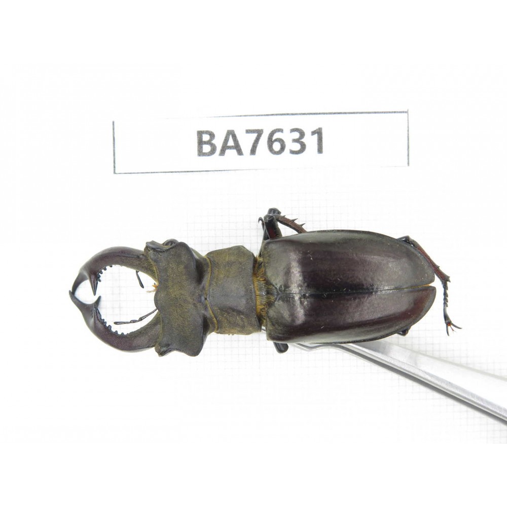 Lucanus prossi. Myanmar, Kechin, Nanse. 1M. BA7631.