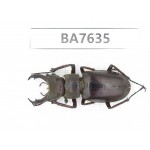 Lucanus sp. Myanmar, Kechin, Nanse. 1M. BA7635.