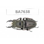 Lucanus sp. Myanmar, Kechin, Nanse. 1M. BA7638.