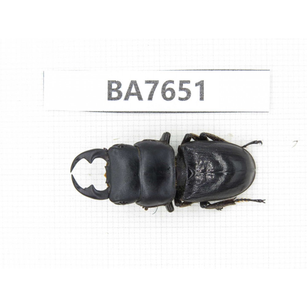 Dorcus sp. Myanmar, Kechin, Nanse. 1M. BA7651.