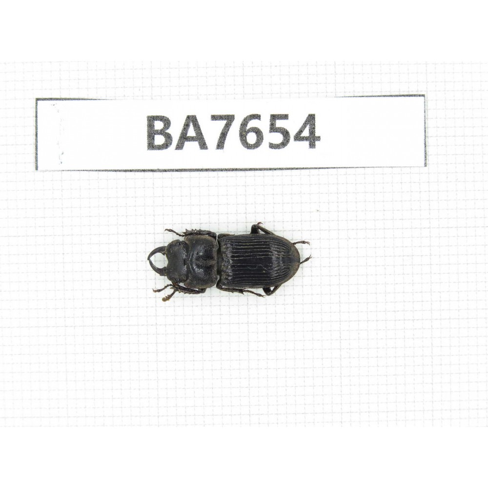 Dorcus sp. Myanmar, Kechin, Nanse. 1M. BA7654.