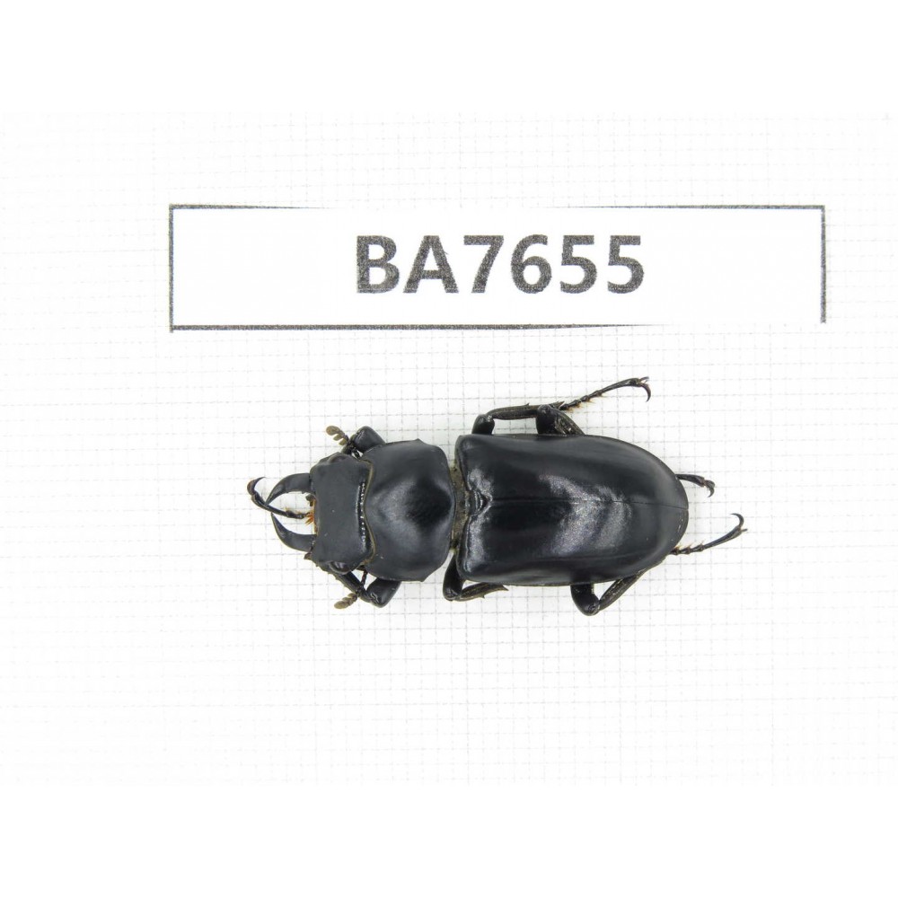 Dorcus sp. Myanmar, Kechin, Nanse. 1M. BA7655.
