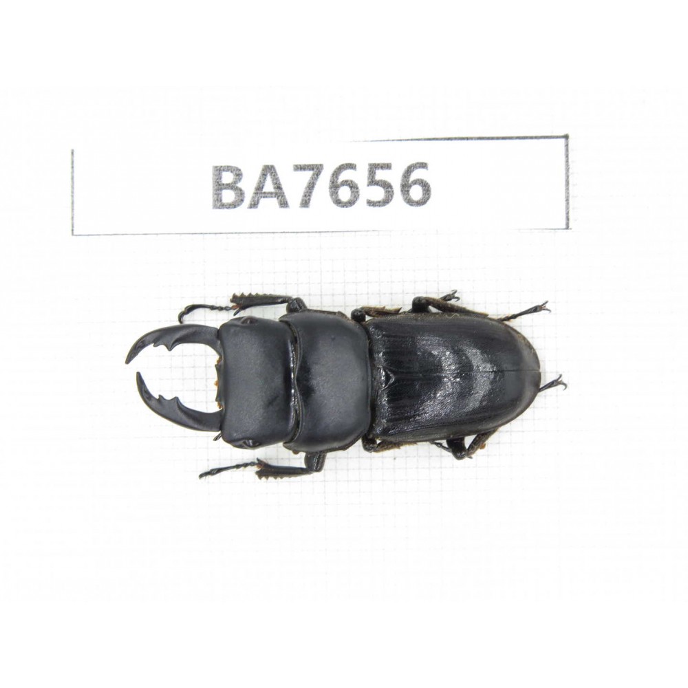 Dorcus sp. Myanmar, Kechin, Nanse. 1M. BA7656.